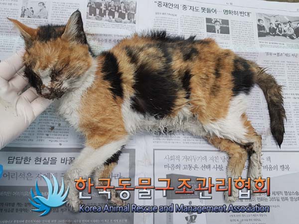 한국동물구조관리협회_411322202500016